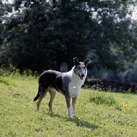 Picture of smooth collie, ch peterblue silver mint in field