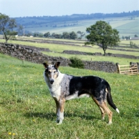 Picture of smooth collie, ch peterblue silver mint, standing in field