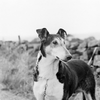 Picture of smooth collie from peterblue