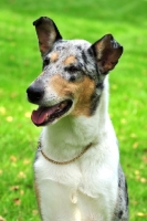 Picture of smooth Collie looking away