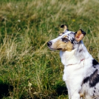 Picture of smooth collie, portrait