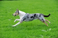 Picture of smooth Collie, running on grass