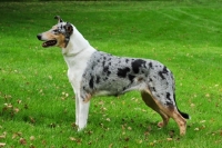 Picture of smooth Collie side view