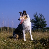 Picture of smooth collie sitting panting