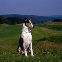 Picture of smooth collie sitting 