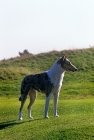 Picture of smooth collie standing on hillside
