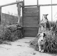 Picture of smooth collies, two in a run