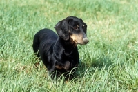 Picture of smooth dachshund, front view 