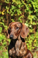 Picture of Smooth Dachshund, head study