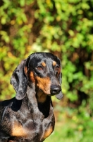 Picture of Smooth Dachshund portrait