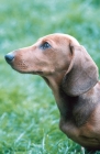 Picture of Smooth Dachshund portrait