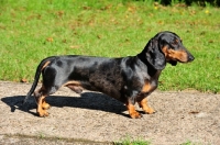 Picture of Smooth Dachshund posed, side view