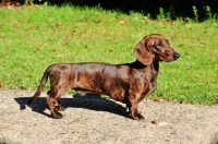 Picture of Smooth Dachshund, posed