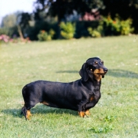 Picture of smooth dachshund side view