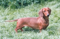 Picture of smooth Dachshund 