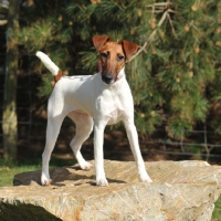Picture of smooth Fox Terrier