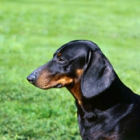 Picture of smooth haired dachshund  portrait