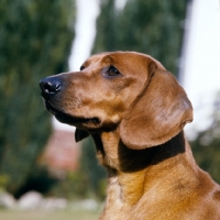 Picture of smooth haired dachshund  portrait