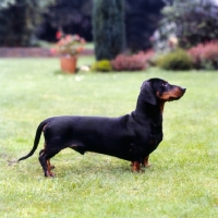 Picture of smooth haired dachshund  posed in a garden