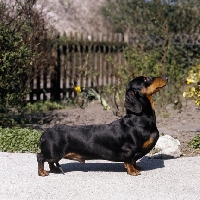 Picture of smooth haired dachshund  posed on a path
