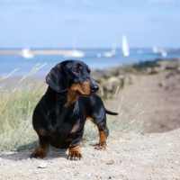 Picture of smooth haired dachshund  standing on sea shore