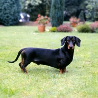 Picture of smooth haired dachshund  standing in a garden