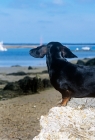 Picture of smooth haired dachshund with flying ears rear view