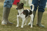 Picture of Smooth Haired Fox terrier