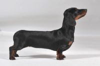 Picture of smooth miniature Dachshund, posed