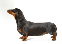 Picture of Smooth miniature Dachshund, side view