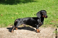 Picture of smooth miniature Dachshund, side view
