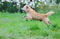 Picture of Smoushond running in field