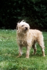 Picture of smoushond, standing on grass