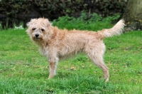 Picture of Smoushond standing on grass