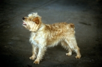 Picture of smoushond standing on grey background