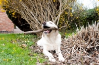 Picture of Smug Labrador holding large stick in his mouth in the garden