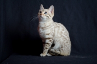 Picture of snow bengal cat sitting, studio shot on black background