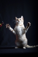 Picture of snow bengal kitten playing, studio shot on black background, front legs in air