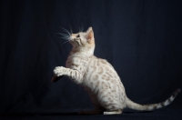 Picture of snow bengal kitten playing, studio shot on black background, front legs in air