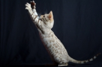 Picture of snow Bengal kitten playing, studio shot on black background, front legs in air