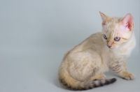 Picture of snow bengal kitten