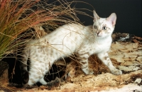 Picture of snow coloured bengal