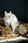 Picture of snow coloured bengal