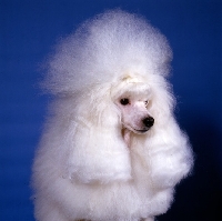 Picture of snow, glamorous miniature poodle - see AP-UMXW5V snow with hair in wraps