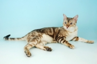 Picture of snow marble bengal cat lying