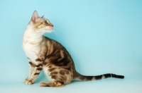 Picture of snow marble bengal cat sitting