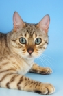 Picture of snow spotted bengal cat, portrait