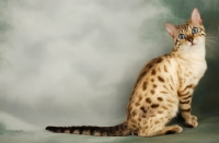 Picture of snow spotted bengal cat, sitting