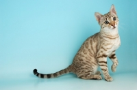 Picture of snow spotted bengal cat, sitting