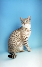 Picture of snow spotted Bengal, sitting down